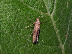 Epermenia
