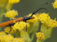 Stenoderus suturalis