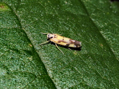 Eupteryx