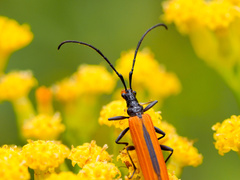 Stenoderus suturalis