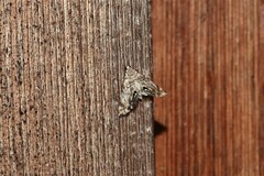 Eoparargyractis irroratalis