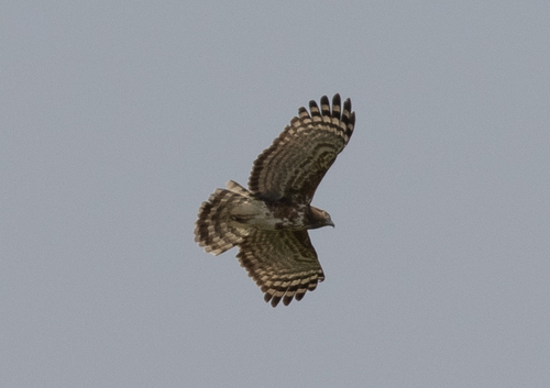 Madagascar Cuckoo-Hawk (Aviceda madagascariensis), photo 9