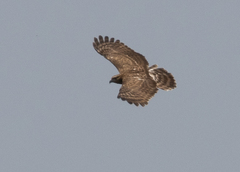 Aviceda madagascariensis