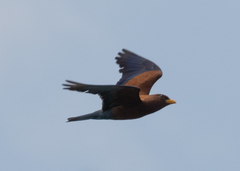 Eurystomus glaucurus glaucurus