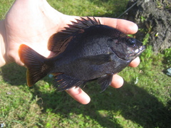 Lepomis macrochirus purpurascens
