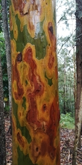 Corymbia maculata