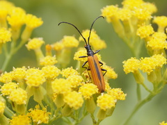 Stenoderus suturalis