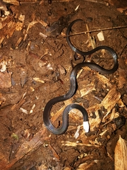 Enuliophis sclateri