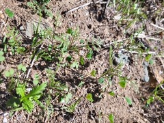Carrichtera annua