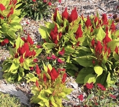 Celosia argentea