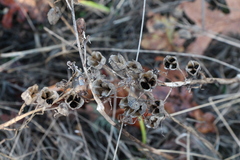 Camassia leichtlinii