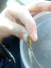 Chorthippus fallax fallax