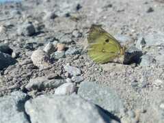 Colias hyale