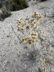 Pseudognaphalium beneolens