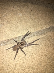 Centroctenus brevipes