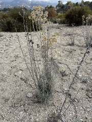 Pseudognaphalium beneolens