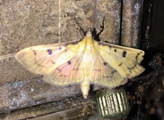 Herpetogramma fluctuosalis