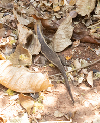 Zonosaurus laticaudatus