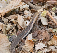 Zonosaurus laticaudatus