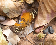Aterica rabena