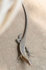 Zonosaurus laticaudatus