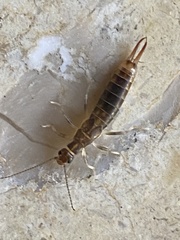 Labidura riparia