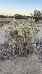 Cylindropuntia