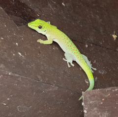 Phelsuma kochi