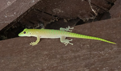 Phelsuma kochi