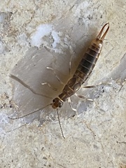 Labidura riparia