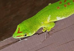 Phelsuma grandis