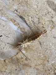 Labidura riparia