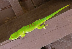 Phelsuma grandis