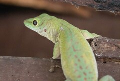 Phelsuma kochi