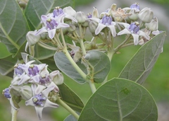 Calotropis gigantea