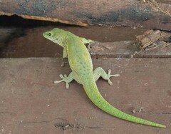 Phelsuma kochi