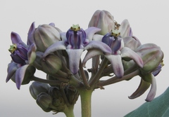 Calotropis gigantea