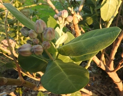 Calotropis gigantea