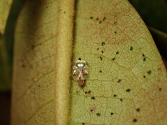 Stephanitis pyrioides