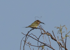 Merops superciliosus