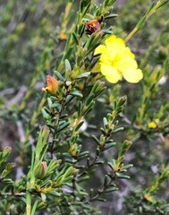 Hibbertia devitata