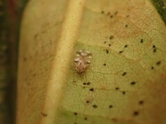 Stephanitis pyrioides