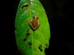 Craugastor crassidigitus