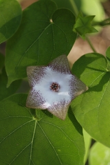 Polystemma guatemalense