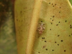 Stephanitis pyrioides