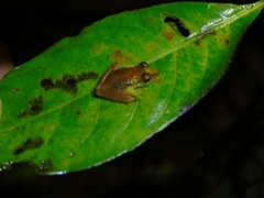 Craugastor crassidigitus