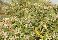 Calotropis gigantea