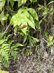 Junonia