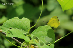 Pyrisitia lisa centralis