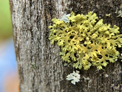 Candelaria concolor